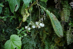Rhynchotechum discolor