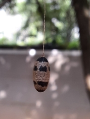 Campopleginae