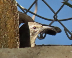 Toxostoma redivivum