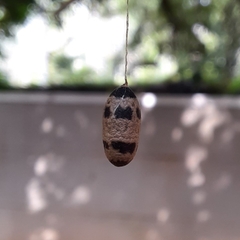 Campopleginae