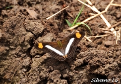 Adelpha iphicleola iphicleola