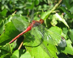 Sympetrum rubicundulum