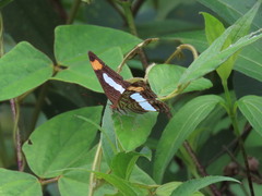 Adelpha iphicleola iphicleola
