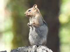 Callospermophilus lateralis