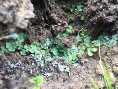 Plagiochasma rupestre