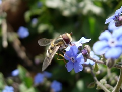 Eupeodes corollae