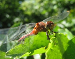 Sympetrum rubicundulum