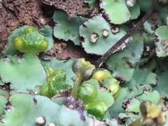 Plagiochasma rupestre