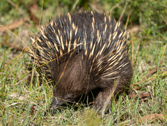 Tachyglossus aculeatus