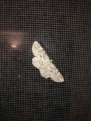 Iridopsis defectaria