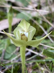 Pterostylis curta