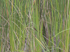 Acrocephalus schoenobaenus