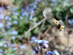 Eupeodes corollae