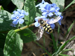 Eupeodes corollae