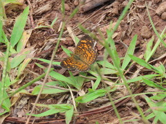 Phyciodes graphica