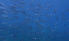 Gnathanodon