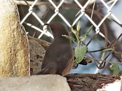 Toxostoma redivivum