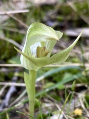 Pterostylis curta