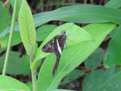 Chioides albofasciatus