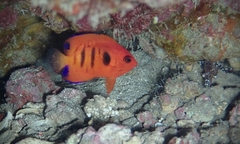 Centropyge loriculus