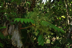 Toxicodendron striatum