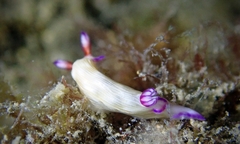 Hypselodoris violabranchia