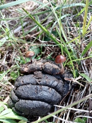 Deconica