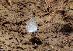 Cupido comyntas texana