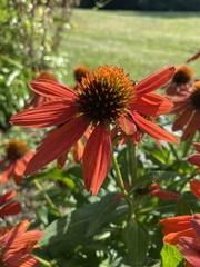 Echinacea purpurea