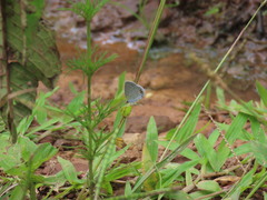 Cupido comyntas texana