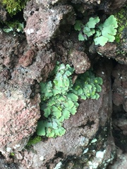 Plagiochasma rupestre