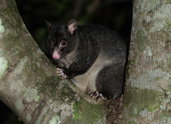Trichosurus cunninghami