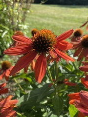 Echinacea purpurea