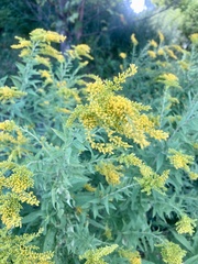 Solidago altissima