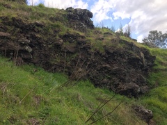 Plagiochasma rupestre