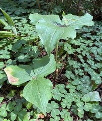 Trillium ovatum