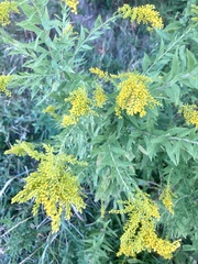 Solidago altissima