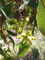 Eucalyptus rudis rudis