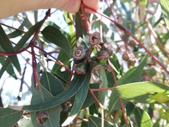 Eucalyptus rudis rudis