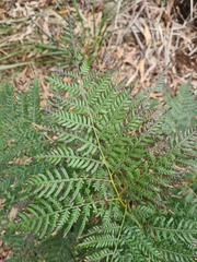 Pteridium esculentum