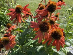 Echinacea purpurea