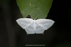 Acropteris ciniferaria