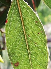 Eucalyptus rudis rudis
