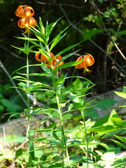 Lilium michiganense