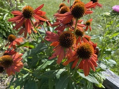Echinacea purpurea