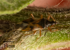 Anthocoris
