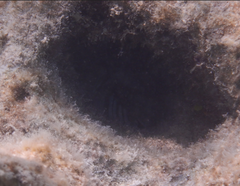 Rhinecanthus aculeatus