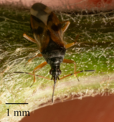 Anthocoris