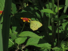 Abaeis salome jamapa