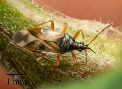Anthocoris